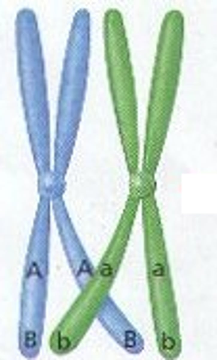 <p>de chromatiden van homologe chromosomen verstrengelen tijdens de meiose met elkaar en wisselen stukken uit</p>