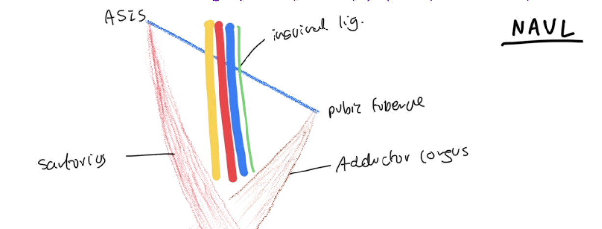 <p>Superior - inguinal ligament</p><p>Lateral - sartorius</p><p>Medial - Adductor longus</p><p></p>