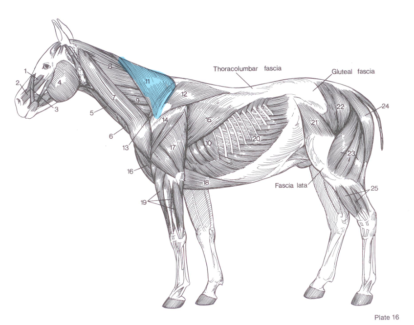 <p>Name of highlighted muscle?</p>