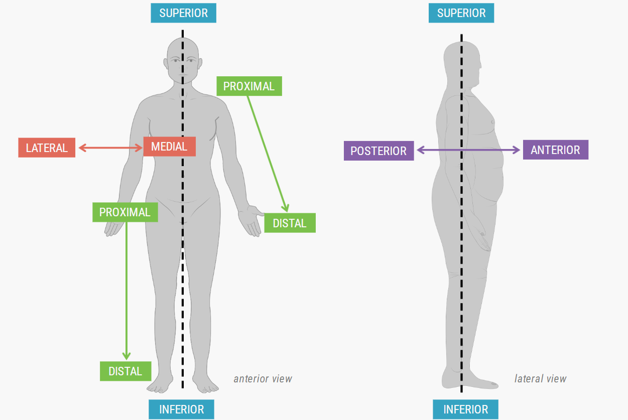 <p>Closer to the midline of the body </p>