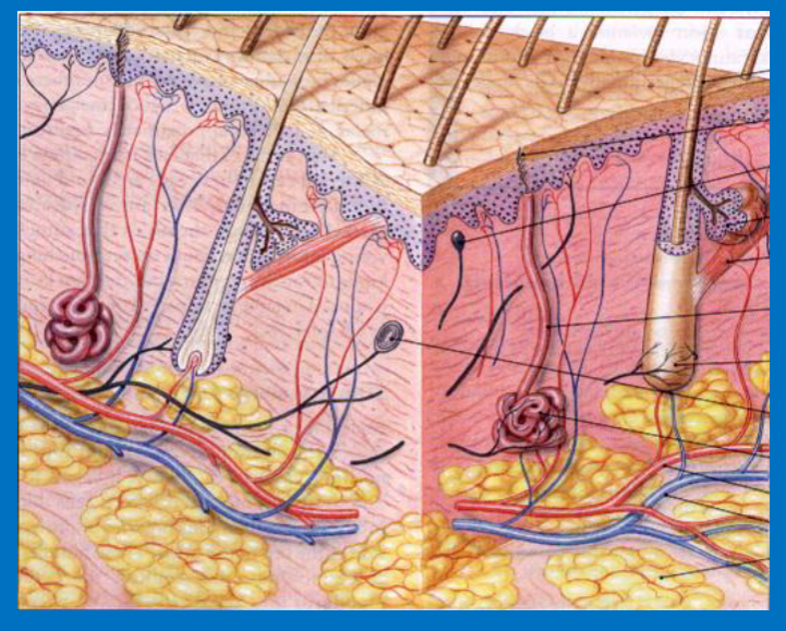 <ol><li><p><strong>Papillary layers (under epidermis)</strong></p><ul><li><p><strong>Loose CT proper</strong></p></li><li><p>contains capillaries and nerve endings or sensory apparatus (Merkel cells and dendrites)</p></li></ul></li><li><p><strong>Reticular layer</strong></p><ul><li><p><strong>Dense irregular CT proper</strong></p></li><li><p>contains blood vessels, hair follicles, nerves, sweat glands, sebaceous glands, collagen fibers</p></li></ul></li></ol><p></p>