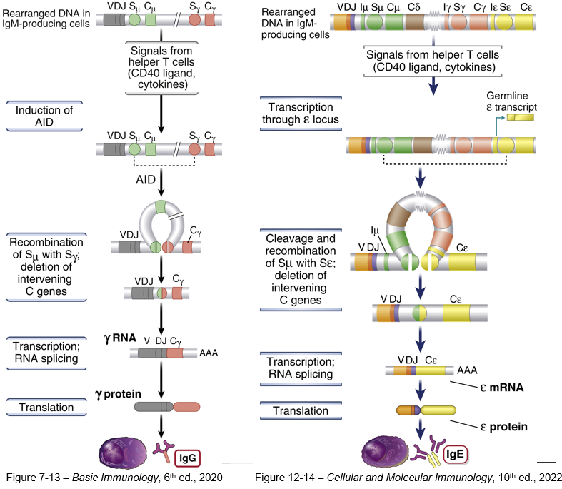 <p>The production of a new antibody isotype (e.g., IgG, IgA, or IgE) that retains the same antigen specificity as the original IgM but possesses different functional properties. </p>