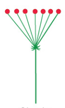 <p>The inflorescence stalk ends in a small rounded portion from which arise numerous flowers </p>
