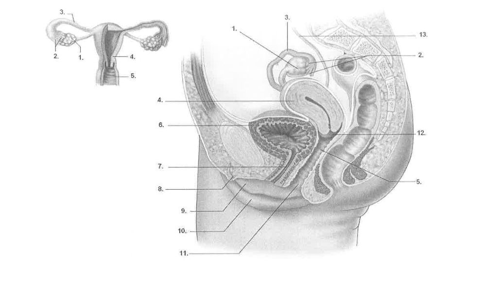 <p><strong>Label the structures presented above:&nbsp;</strong></p><ol><li><p></p></li><li><p></p></li><li><p>&nbsp;</p></li><li><p>&nbsp;</p></li><li><p></p></li><li><p>&nbsp;</p></li><li><p></p></li><li><p>&nbsp;</p></li><li><p>&nbsp;</p></li><li><p>&nbsp;</p></li><li><p>&nbsp;</p></li><li><p>&nbsp;</p></li><li><p>&nbsp;</p></li></ol><p></p>