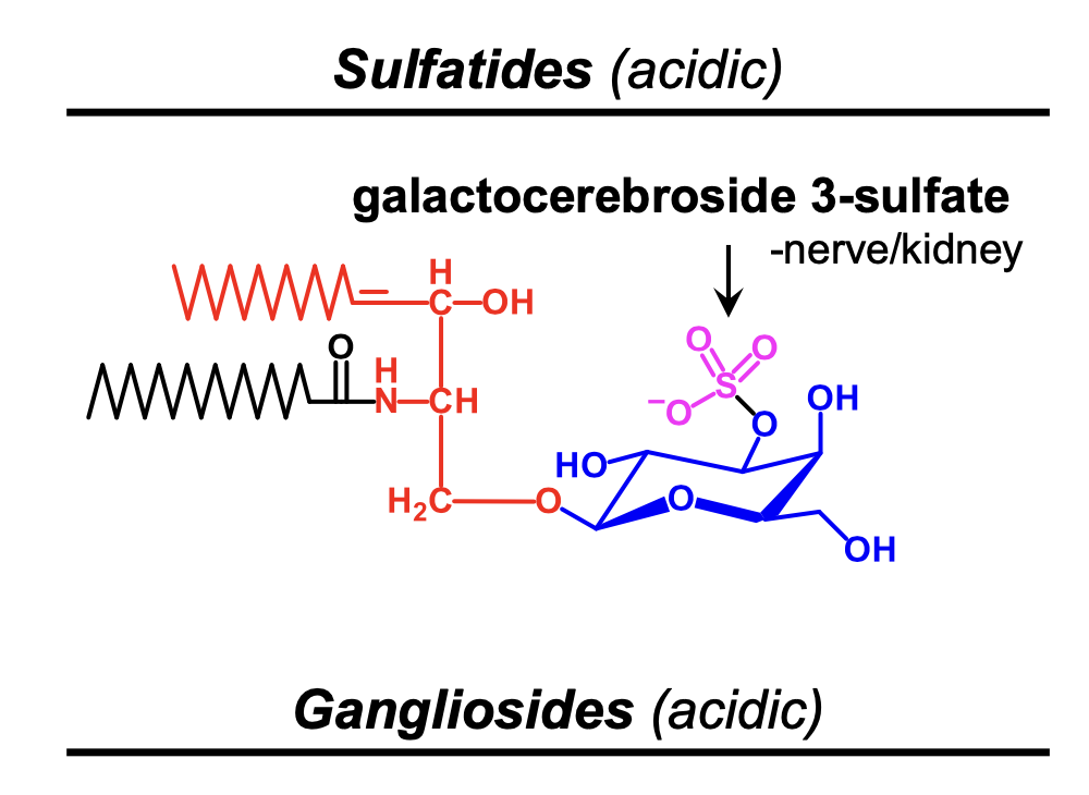 <p>ceramide and sugar with a sulfate group</p>