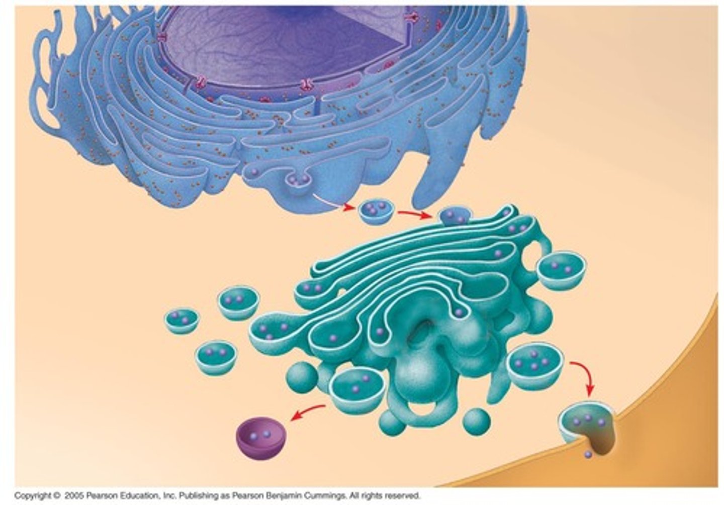 <p>Newly synthesized proteins are transported from the rough ER to the Golgi apparatus via vesicle transport.</p>