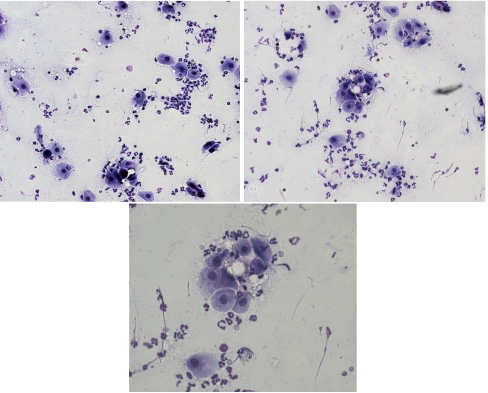 <p>Fall 6 - Primadonna, golden retriever 4 år ska paras. Löper dag 10. Ingen blodflytning.<br><br>Cellbild? Cykelstadie?</p>