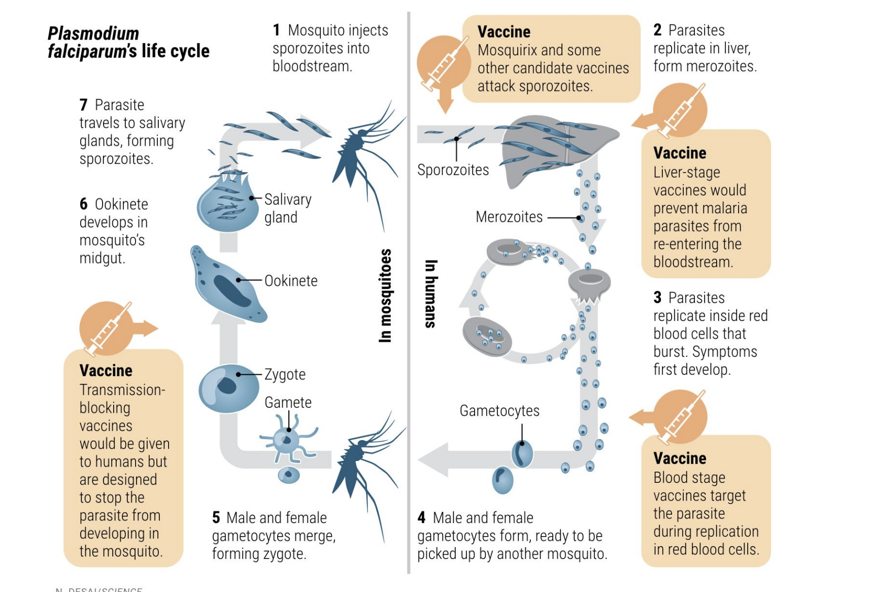 <ul><li><p><strong>Mosquito injects sporozoites</strong> → enter liver.</p></li><li><p><strong>Liver stage</strong>: sporozoites form merozoites.</p></li><li><p><strong>Blood stage</strong>: merozoites infect RBCs → burst → symptoms (fever, anemia).</p></li><li><p>Some form <strong>gametocytes</strong> → taken up by another mosquito.</p></li><li><p>Inside mosquito → gametes fuse → zygote → ookinete → oocyst → <strong>sporozoites</strong> in salivary gland.</p></li></ul><p></p>