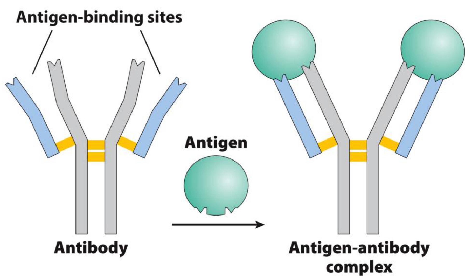 <p><span>Target molecule is antigen</span><br><span>Antigen is bound by antigen-binding sites</span></p>