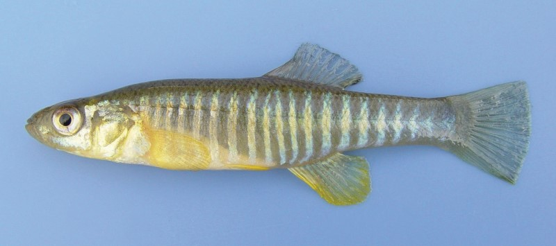 <p>Banded Killifish</p>