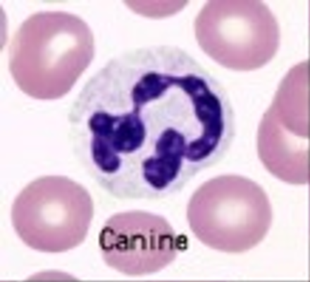 <p><span>This cell has pale blue cytoplasm and a nucleus with 3 to 5 lobes. This cell is the first to respond during any inflammatory response.</span></p>