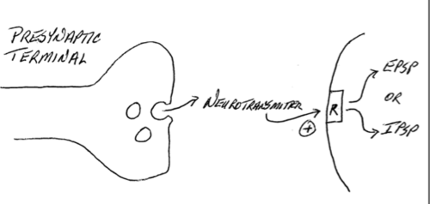 <p>false; EPSPs and IPSPs are generated depending on the release of excitatory or inhibitory neurotransmitters</p><p></p><ul><li><p>Every action potential in the presynaptic neuron is all-or-none — it always has the same strength once threshold is reached.</p></li><li><p>What actually determines whether an EPSP or IPSP occurs is the <strong>type of neurotransmitter released</strong> and the <strong>type of receptor</strong> on the postsynaptic membrane.</p></li></ul><p></p>
