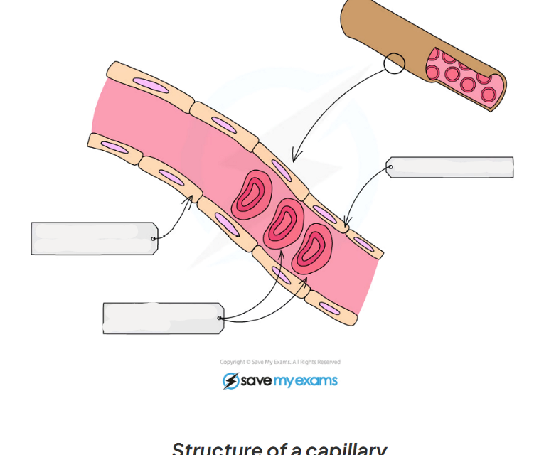 <p>8.7 label this diagram of a capillary </p>