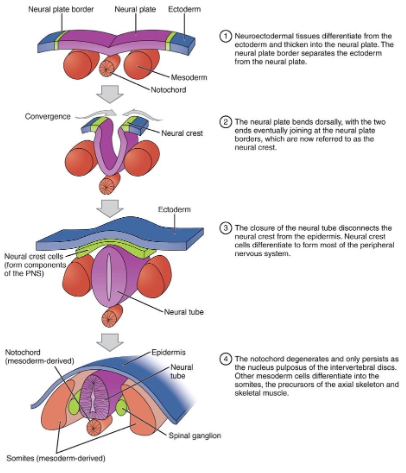 <p>In mammals, chemical signals cause the ectoderm to form a neural plate, which folds into the neural tube. The entire CNS develops from the neural tube, the PNS arises from the neural crest, and mesodermal somites form bone and muscle.</p>