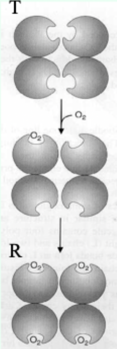<p>When a ligand binds to one binding site/subunit on hemoglobin, it <strong>increases the affinity</strong> of the remaining sites—so <strong>subsequent ligand binding becomes easier</strong>.</p>