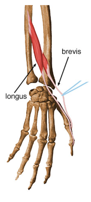 action:

EXTENSION of distal phalanx of thumb at carpo-metacarpal and interphalangeal joints.