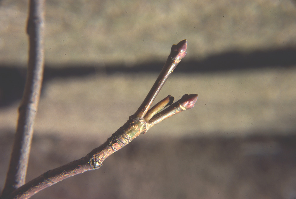 <p>Norway maple(W)</p>