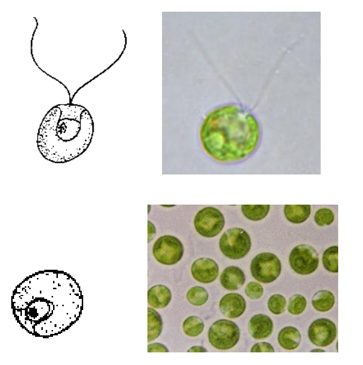 <p>Unicellular Chlorophytes (green algae)</p>