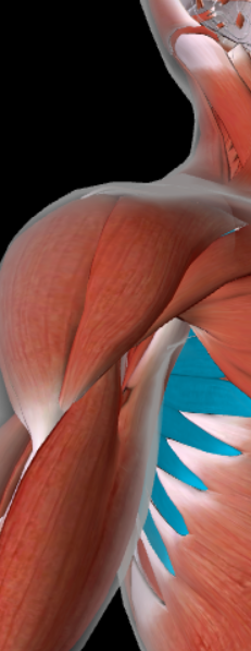 <p>What are the actions of the Serratus Anterior?</p>