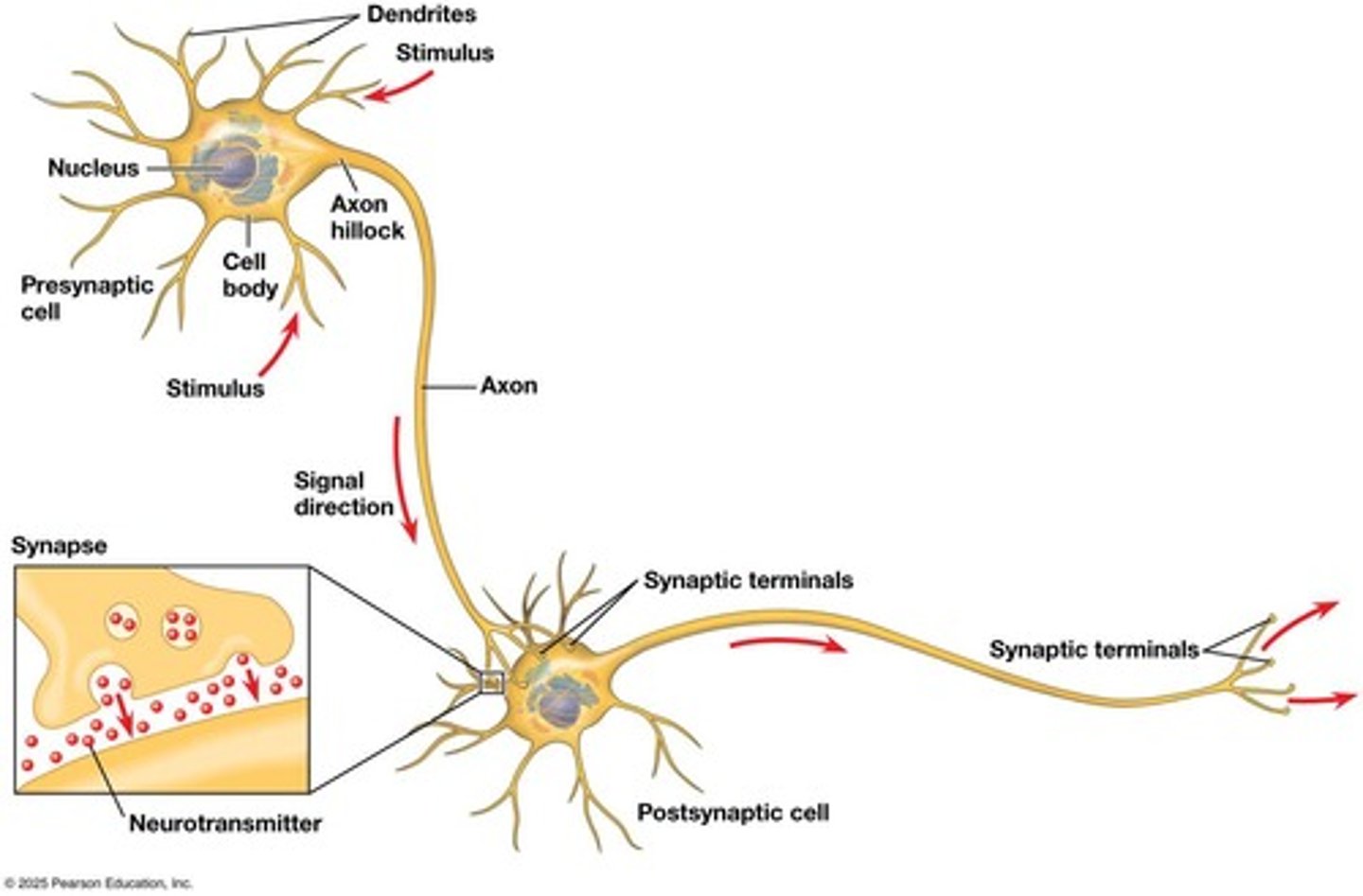<p>Through the release of neurotransmitters at synapses.</p>