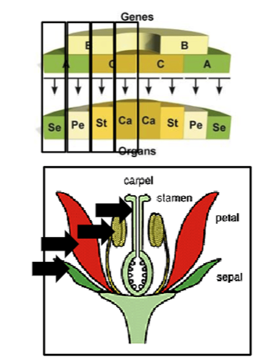 <p>If A expressed = sepal</p><p>If A and B = petals</p><p>if B and C = stamen</p><p>If C = carpel</p>