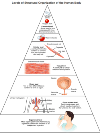 <p>Structural Organization of the Human Body</p>