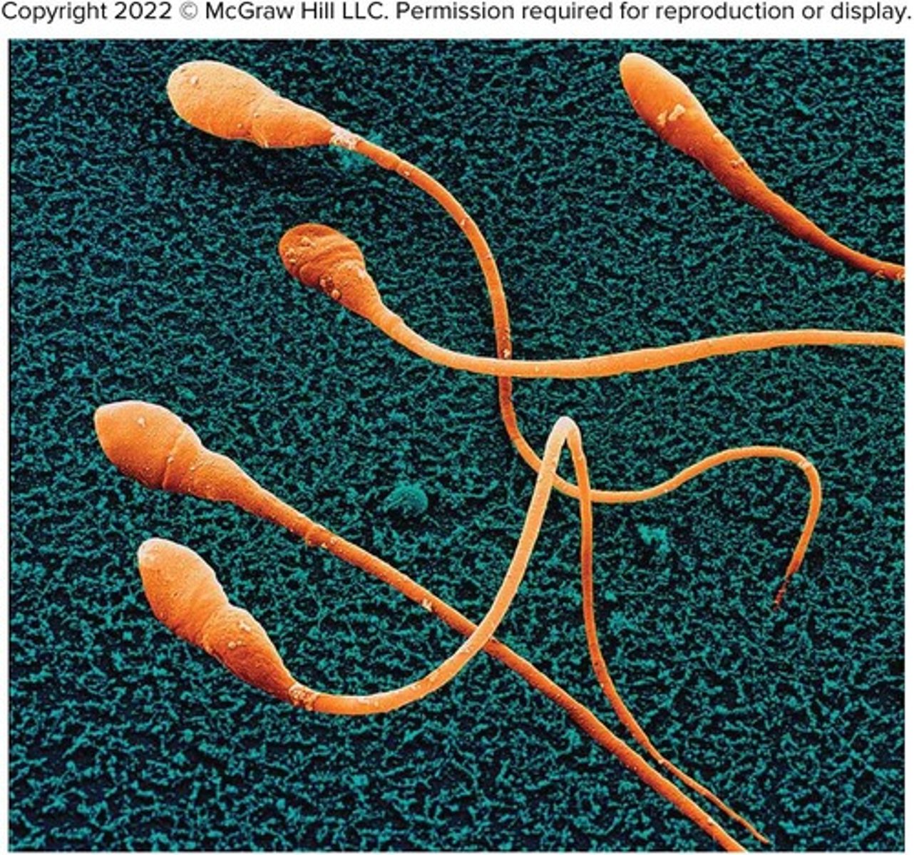 <p>Flagella are longer than cilia and cause the entire cell to move; the tail of a sperm cell is the only flagellum in a human cell.</p>