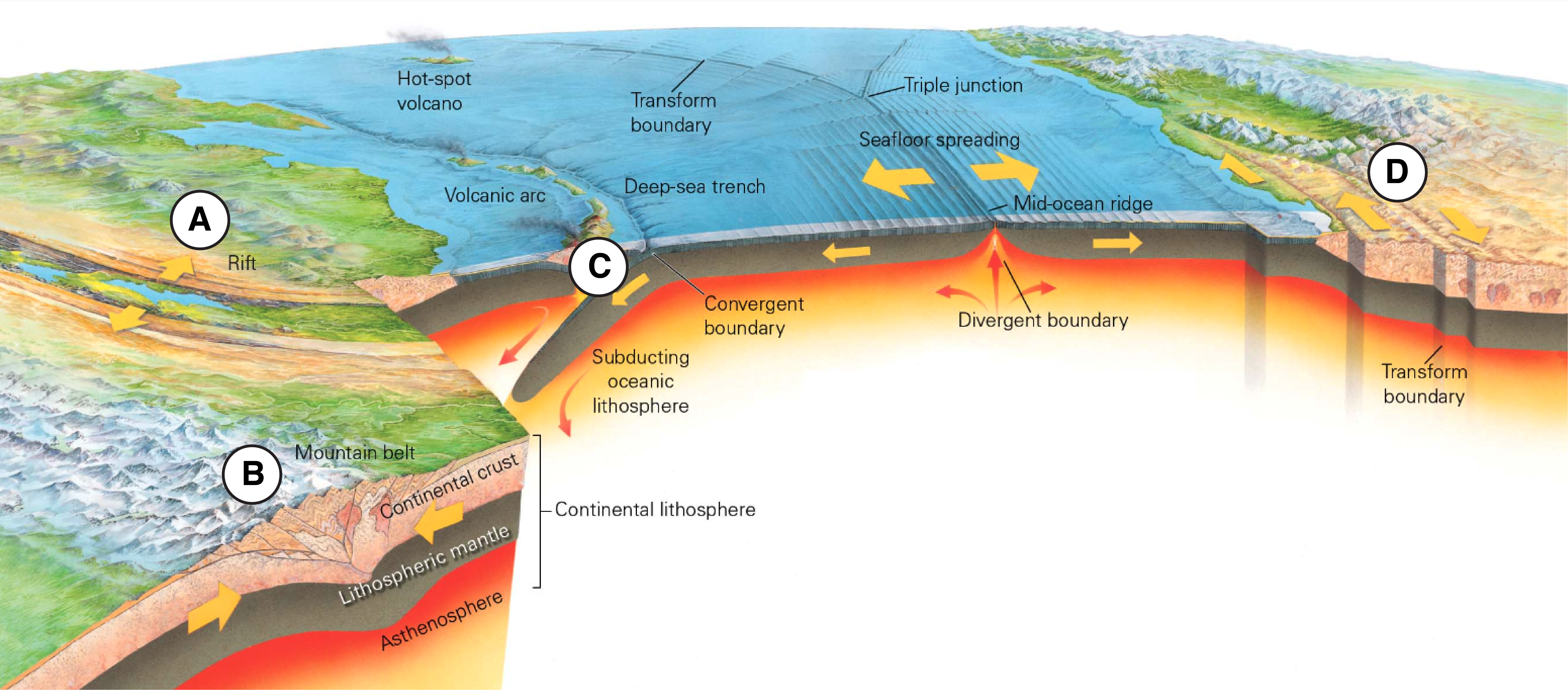 <p><span>The diagram below shows a variety of different tectonic environments on Earth. Match each of the labeled regions with the type of faulting that you would expect to occur in that tectonic environment. What is B? </span></p>