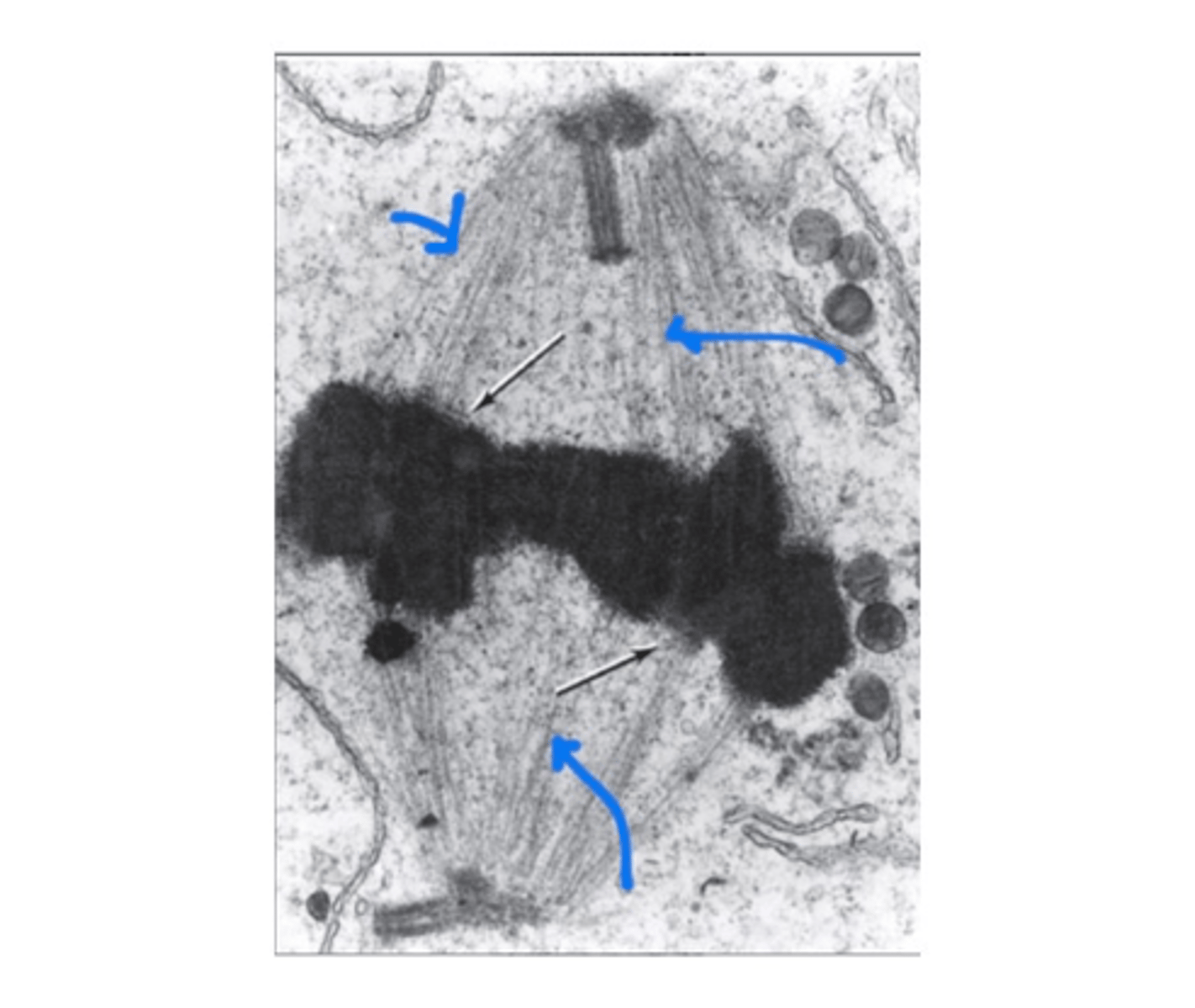 <p>Cytoskeletal elements aiding in cell shape and transport.</p>