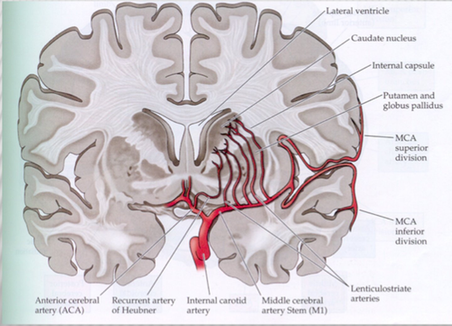 <p>striatum and IC (posterior limb):</p><p>Hemiparesis / hemisensory -Contralateral strength and sensory deficits</p><p>Optic radiation- loss of contralateral field of vision (homonymous hemianopia)</p>