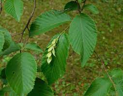 <p>Hop Hornbeam</p>