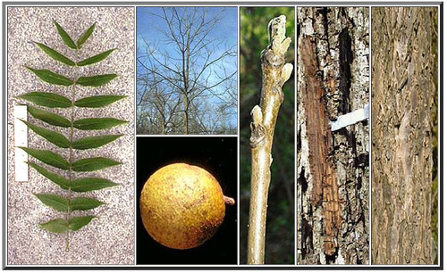 <p>long leaves with many leaflets; big green nuts; rough bark</p>