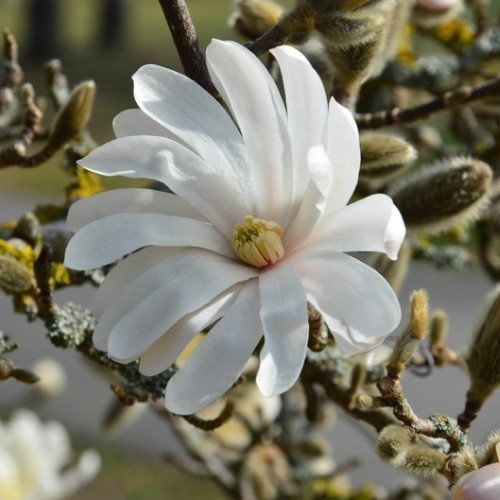 <ul><li><p>deciduous shrub</p></li><li><p>10’ tall, 20’ wide</p></li><li><p>native to Japan</p></li><li><p>full sun</p></li><li><p>low to moderate water</p></li><li><p>rich, well drained, slightly acidic soil</p></li><li><p>flowers; single, strappier petals, white, look more star like</p></li><li><p>cone-like fuzzy fruit bulbs</p></li><li><p>multi-trunked, open spreading, 50-100 y/o</p></li><li><p>grey/white bark</p></li><li><p>like protected areas, no wind, dense branching</p></li></ul><p></p>