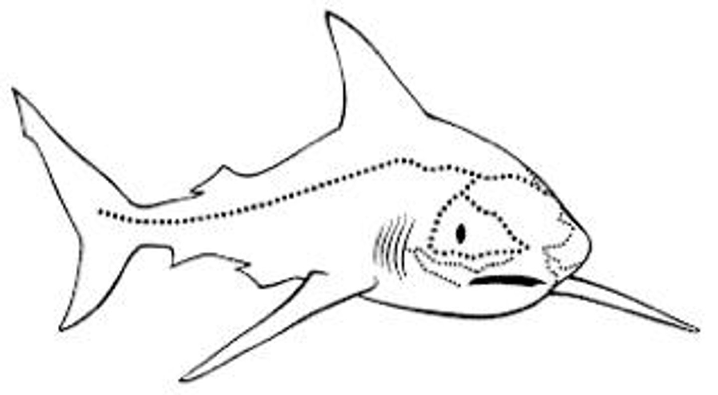 <p>A system in fish that detects mechanical forces such as water currents. Shallow grooves on the head and a singular groove extending along the lateral line to the tail on both sides. Primitively external.</p>
