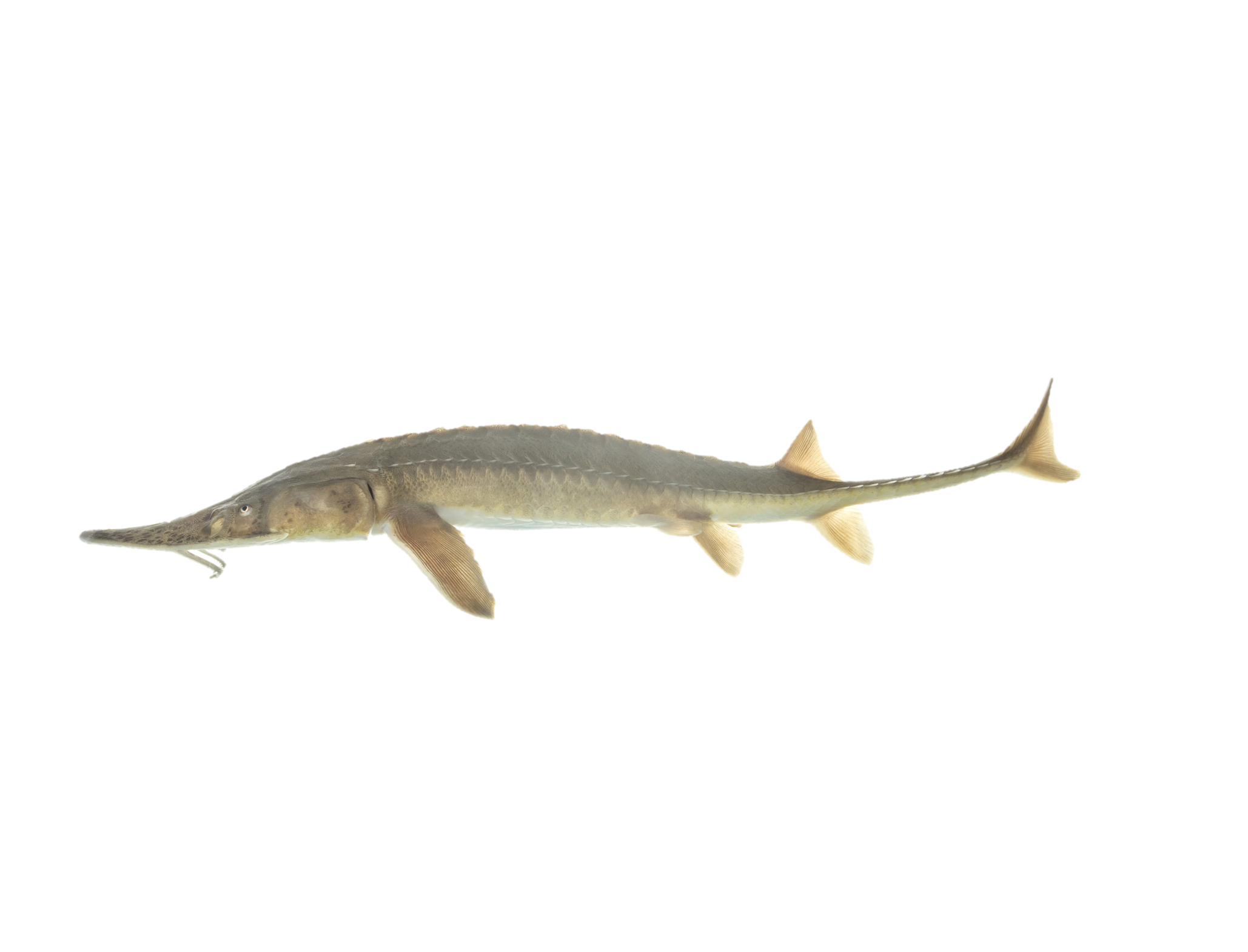 <p><span><span>Acipenseridae;</span></span></p><p><span><span>Shovelnose Sturgeon;</span></span></p><p><span><span>Scaphirhynchus platorynchus</span></span></p>