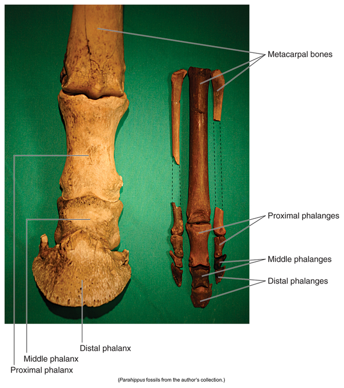 <p>Equine Thoracic Limb Bones</p>