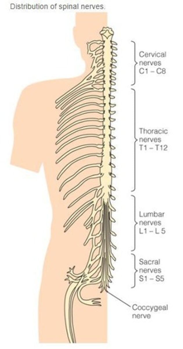 <p>A bundle of spinal nerves and spinal nerve rootlets at the lower end of the spinal cord.</p>