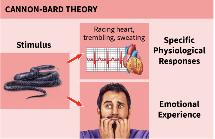 <p>Cannon-Bard Theory</p>