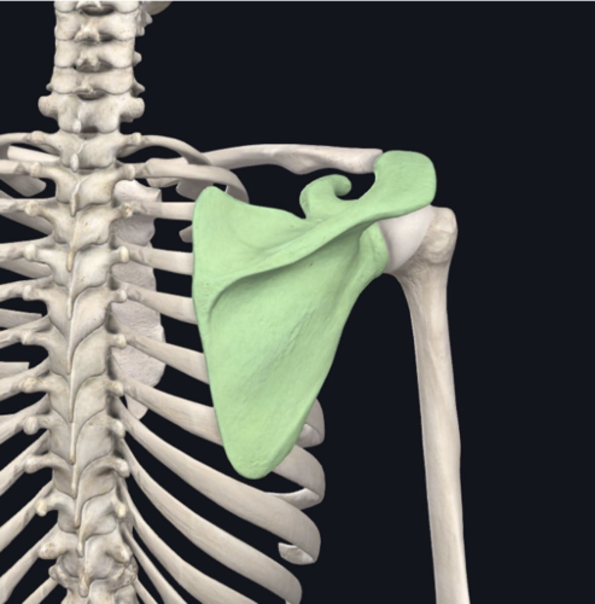 <p>Identify the bone indicated in green. (Free response)</p>