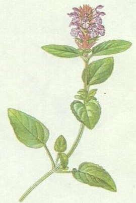 term image