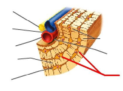 small cavities in bone that contain osteocytes