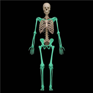<p><span style="font-family: proxima-nova-soft, sans-serif">Which structure is highlighted in blue?</span></p><p><span style="font-family: proxima-nova-soft, sans-serif">A. appendicular skeleton</span></p><p><span style="font-family: proxima-nova-soft, sans-serif">B. cranial cavity</span></p><p><span style="font-family: proxima-nova-soft, sans-serif">C. sacrum</span></p><p><span style="font-family: proxima-nova-soft, sans-serif">D. thoracic cage</span></p><p><span style="font-family: proxima-nova-soft, sans-serif">E. axial skeleton</span></p>