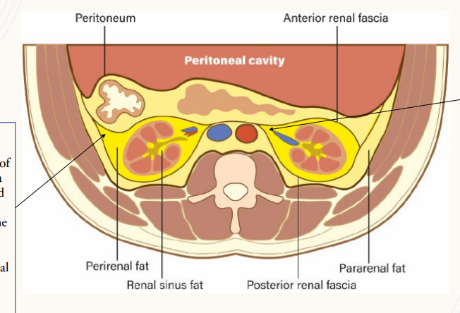 <p><strong>Renal Fascia</strong></p><p>-________ and posterior layers of the renal ______ fuse. This fused layer may connect with the transversalis fascia on the lateral abdominal wall</p><p>-Anterior and posterior layers of the renal fascia fuse and connect to the _______ and IVC connective tissue</p>