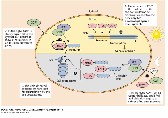 <p>How is Photomorphogenic development (de-etiolation) regulated by ubiquitin mediated proteolysis <strong>in light:</strong></p>