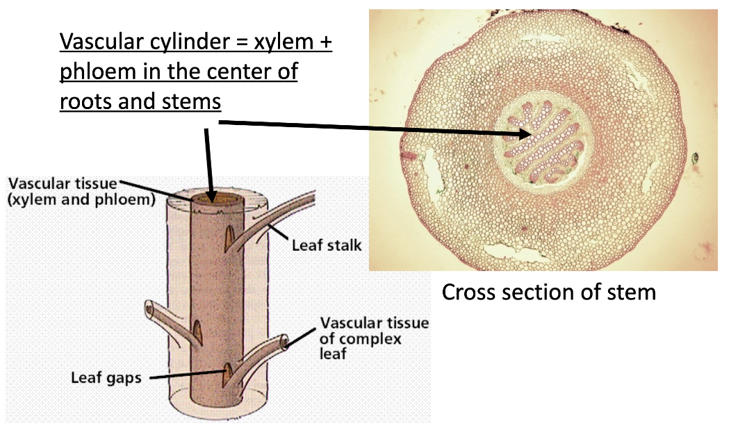 <ul><li><p>found in the center of stems and roots</p></li><li><p><strong>vascular cyclinder:</strong> xylem &amp; phloem in the center of roots and stems</p></li></ul><p></p>