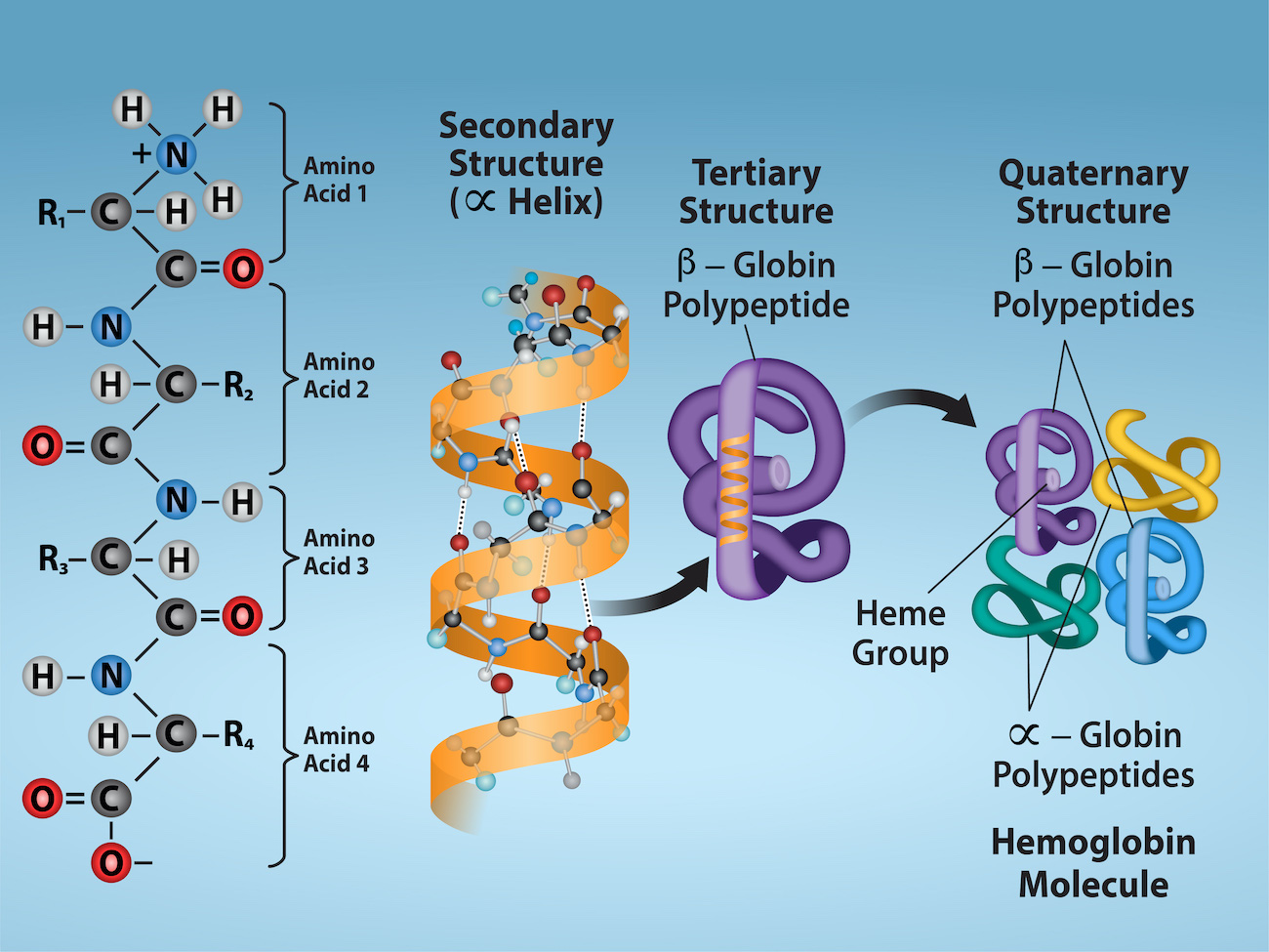 <p>amino acid sequence</p>