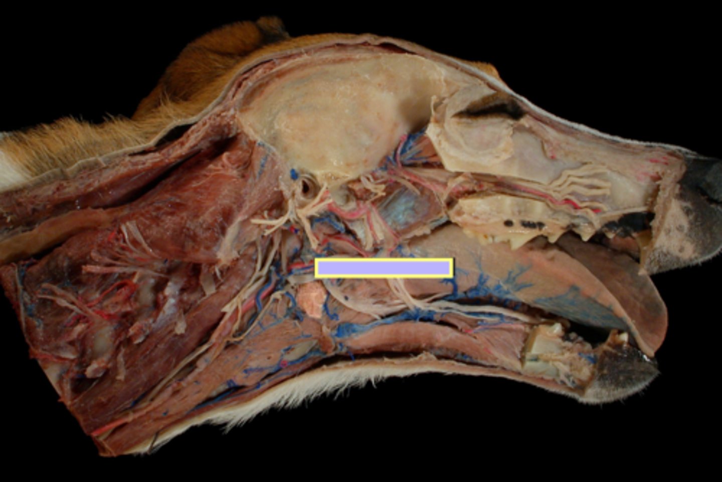 <p>Muscles of the pharynx:</p><p>contract to push food into the esophagus</p><p>(collapsing passage)</p>