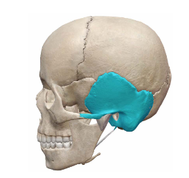 <p>What cranial Bone is this?</p>