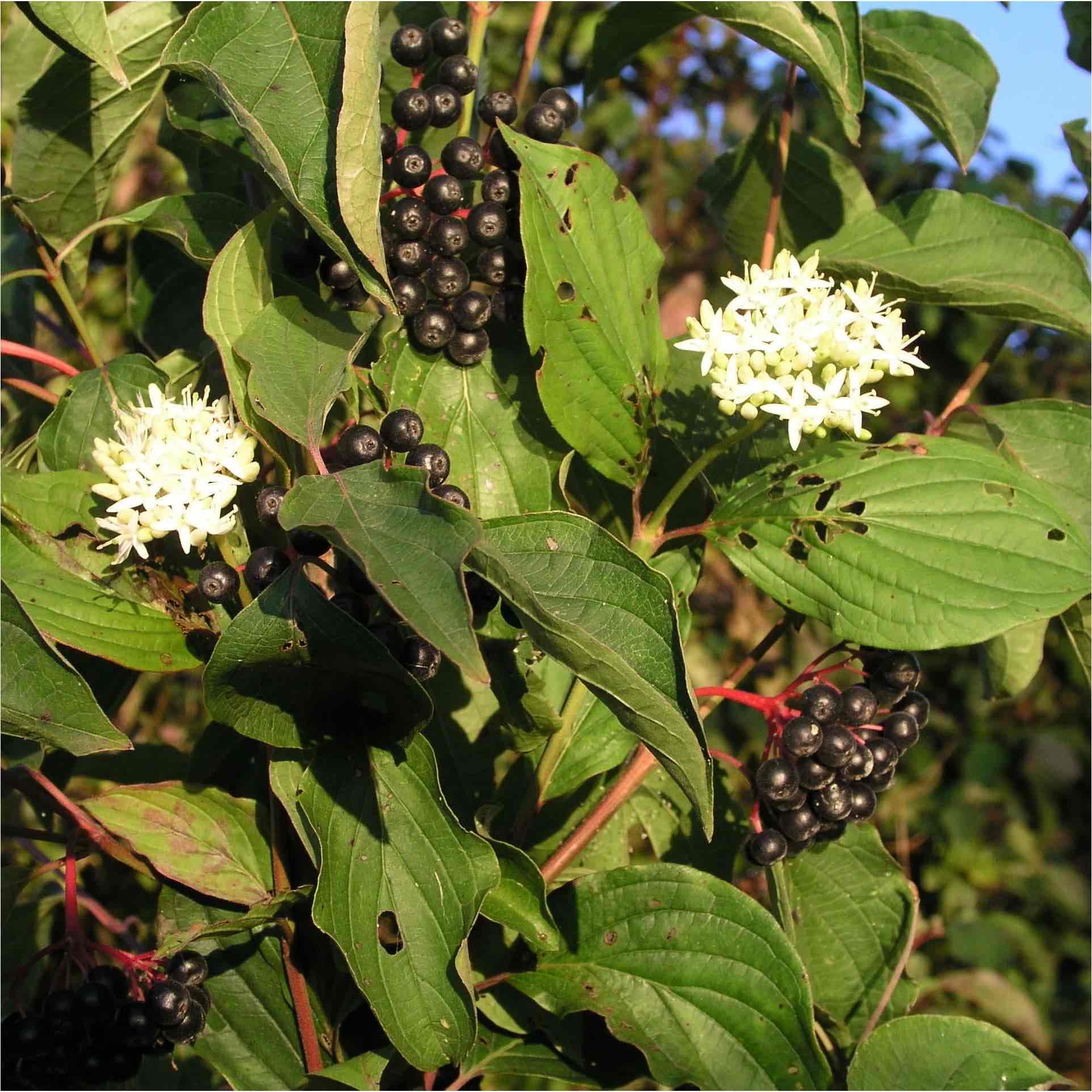 <p>Cornus sanguinea </p>