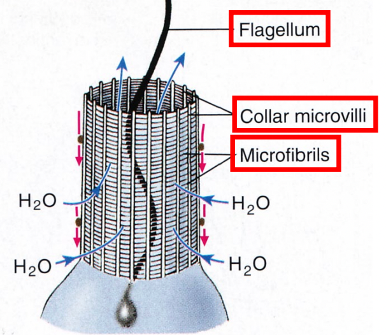 <p>ovoid cells that line canal systems and chambers; exposed end is a collar shape that acts as a filtering device; the flagellar motion pulls water through the ‘filter’</p>